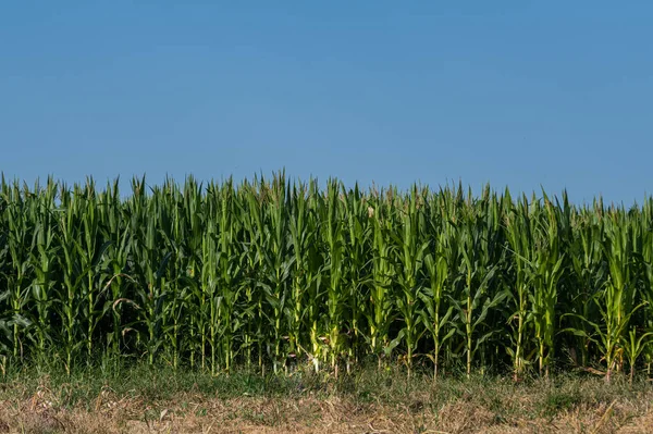corn field in the summer day