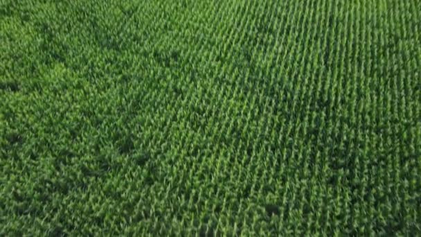 越过金色的玉米地 阿根廷科尔多瓦可持续农业的空中观点 — 图库视频影像