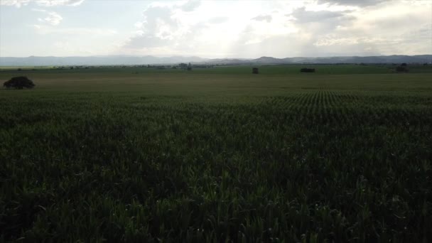 Nad Złotymi Polami Kukurydzy Widok Lotu Ptaka Zrównoważone Rolnictwo Kordobie — Wideo stockowe