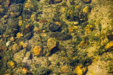 Suda yosun ve yosun var.