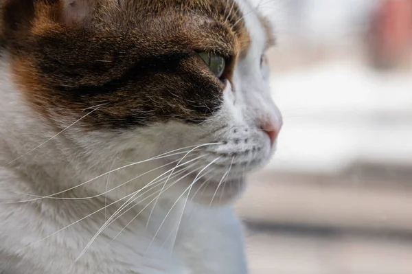 Close Portrait Beautiful Cat — Stock Photo, Image