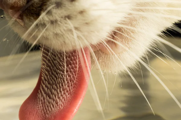 Susuzluk Giderici Tazelenmiş Bir Kediye Yakın Çekim Çme Suyu Telifsiz Stok Fotoğraflar
