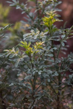 Büyüleyici Yakın plan: Ruda Bitkisi (Ruta Graveolens) Açığa Çıkarılıyor