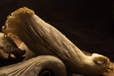 Büyüleyici İstiridye Mantarları: Doğanın Yakın Çekim Hassasiyeti 