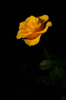 Güzel ve basit bir gül