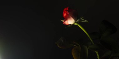 Güzel ve basit bir gül