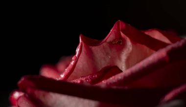 Güzel ve basit bir gül