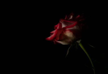 Güzel ve basit bir gül