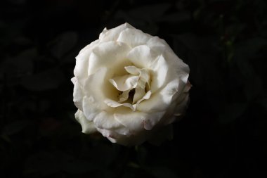 Güzel ve basit bir gül