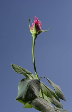 Güzel ve basit bir gül