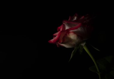 Güzel ve basit bir gül