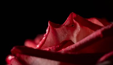 Güzel ve basit bir gül