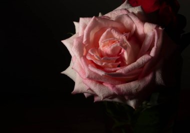 Güzel ve basit bir gül