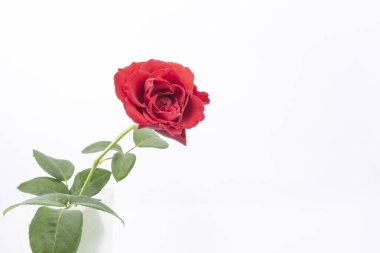 Güzel ve basit bir gül