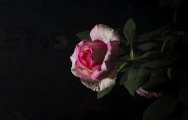 Güzel ve basit bir gül