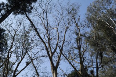 Roberto Burle Marx Belediye Parkı, Şehir Parkı, Sao Jose dos Campos, Sao Paulo, Brezilya