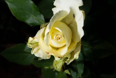 Gül adı verilen güzel ve basit bir çiçek. Doğanın güzelliği. Güzel çiçek. Güzel gül.