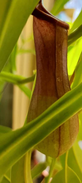 Primer Plano Planta Lanzadora Nepenthe —  Fotos de Stock