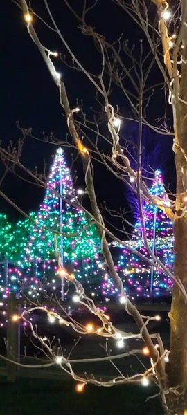 stock image Colorful Illuminated trees Decorated for Holidays