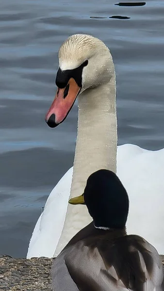 Swan Duck Birbirine Bakışının Yakın Çekimi — Stok fotoğraf