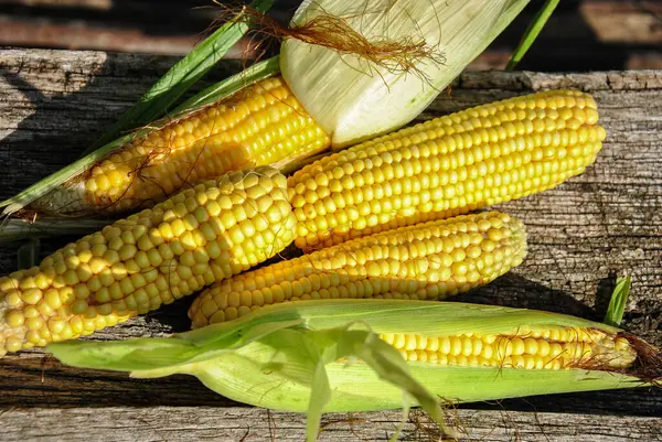 Soyulmuş mısır başları