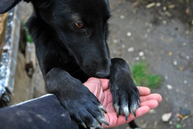 Kara köpek pençelerini adamın eline tutuşturdu. Hayvan koruma kavramı.