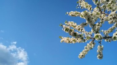Bir bahar günü mavi gökyüzünün arka planında çiçek açan ağaç dalları