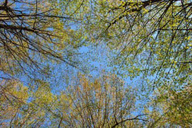Ormanın güzel manzarası. Gökyüzü manzarası ve tepeden tırnağa ağaç tepeleri 