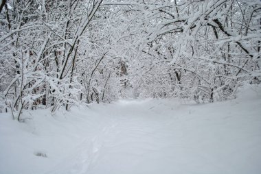 Orman yolu karla kaplı. Ağaçlar ve çalılar karla kaplıdır..