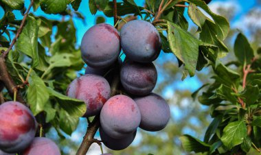 Olgun erikler dalda. Bulanık arkaplan.