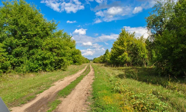 Toprak yol ormandan geçerek uzaklığa, mavi gökyüzüne ve beyaz bulutlara çıkıyor..