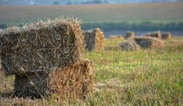 straw in bales close-up on a harvested field. blurred background
