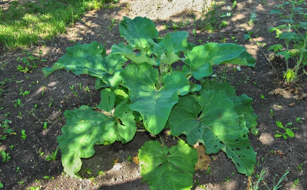 a large burdock bush with large leaves grows in the garden