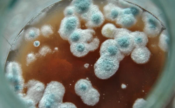 Bakteri kolonisi. Cam test tüpünde bir bakteri tabakası oluşur. Küf kolonileri.   