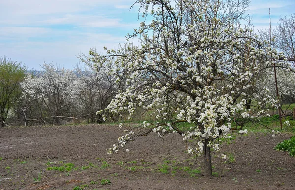 Baharda bir bahçede çiçek açan ağaç. Bulanık arkaplan.