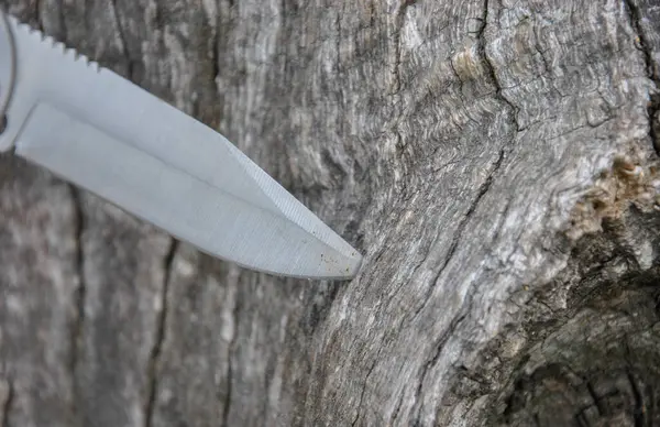 the tip of the knife stuck into the old wood. Knife in a stump. background blur.