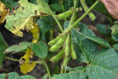 Yakın planda büyüyen soya fasulyesi.