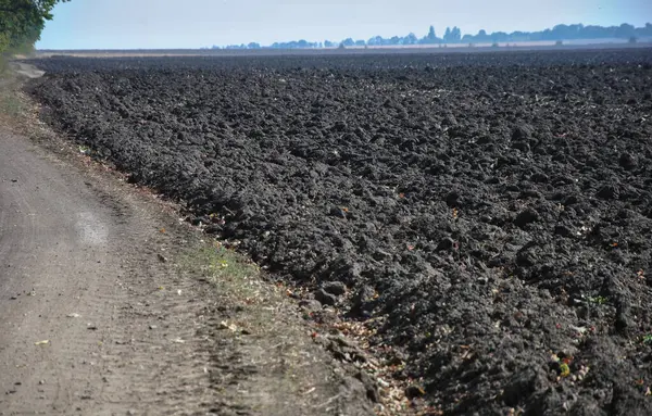 Domuzların tarlalarındaki kir