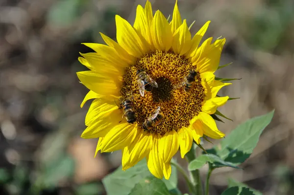 Üzerinde arı olan ayçiçeği.