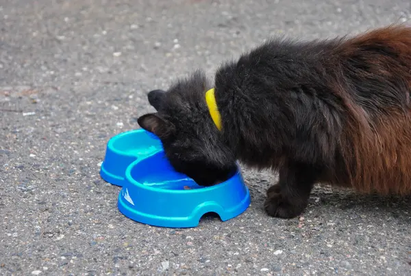 Siyah kedi mavi bir yemek kasesinden yer.