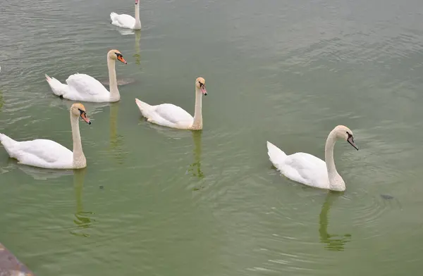 Kuğular gölette yüzer.