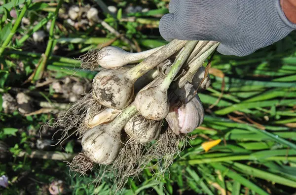 Eldivenli bir el yeni toplanmış sarımsağı tutuyor. Bulanık arkaplanda taze sarımsak hasadı