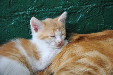 Beyaz ve kırmızı kedi bir kedinin üzerinde uyur.