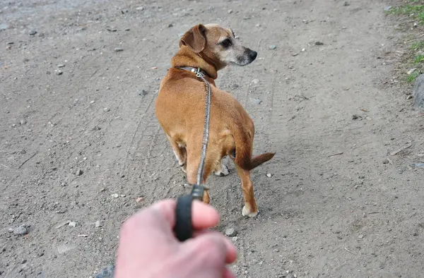Yürüyen tasmalı bir köpek. Tasmalı evcil köpeği gezdiriyorum.