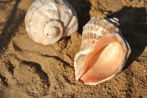 Sahilin kumlarında gölgeli deniz kabukları batan güneşin ışığında. Yaz tatili konsepti