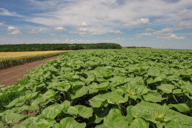 Genç ayçiçekleriyle dolu kırsal bir arazi ve bulutlu mavi bir gökyüzü.