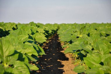 Bir tarlada sıralanmış yeşil ayçiçekleri. seçici odak