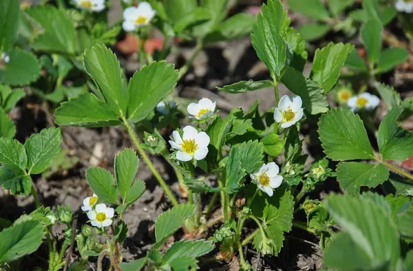Bahçede çiçek açan çilekler. Yakın plan.