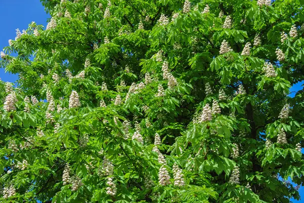 Güneşli bir günde çiçek açan kestane