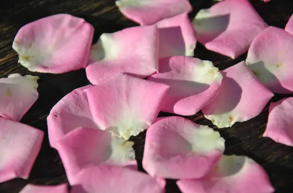 Koyu arkaplanda pembe gül yaprakları